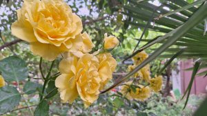 14-06-2026 утречка доброго всем🌺