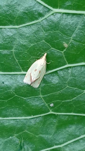 Листовёртка Золотистая (Agapeta Hamana) из семейства листовёртки (Tortricidae).
