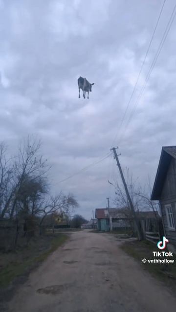 Корова улетела в космос 🚀