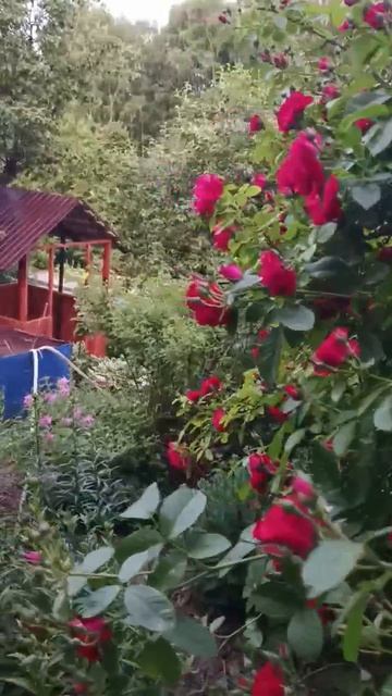 роза