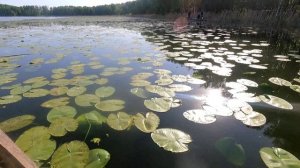 Среднее Песьяново, клев как с пулемёта.