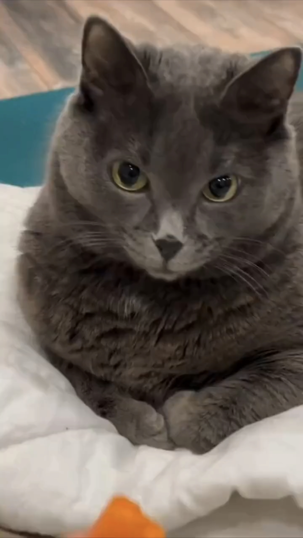 Что вы мне предлагаете!? 😾