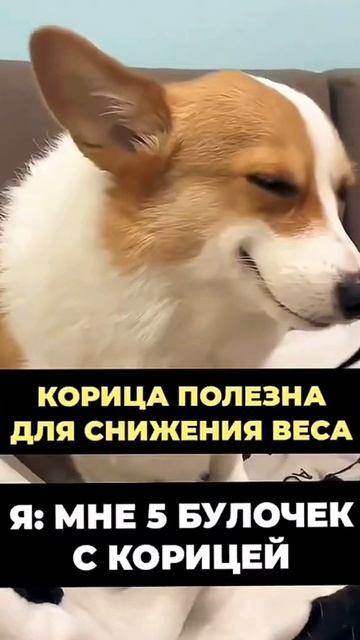 Корица