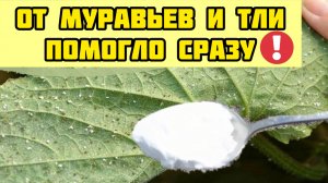 Я в шоке, этот способ работает! За 1 раз избавилась от МУРАВЬЕВ и ТЛИ навсегда!
