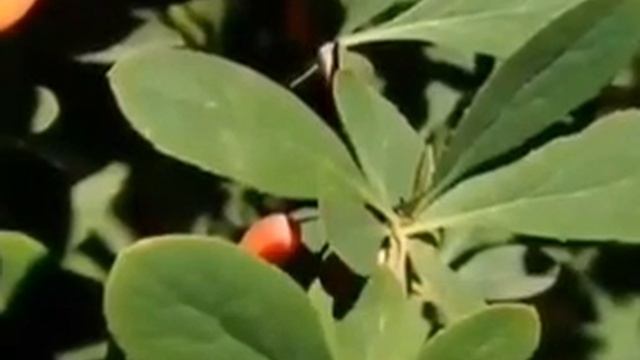 Видео от Походы Выживание Бушкрафт