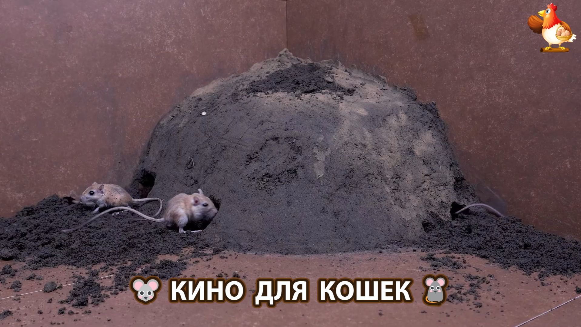 Видео для кошек про крысок развлекать питомцев 🐭🐀😂 (559)