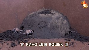 Видео для кошек про крысок развлекать питомцев 🐭🐀😂 (559)