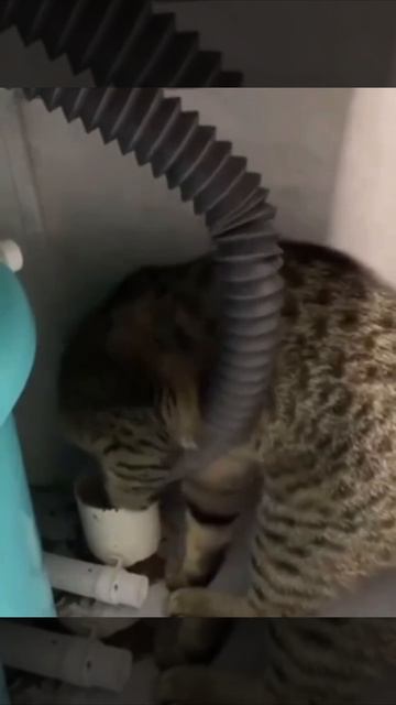 У вас тут труба засорилась! 😼