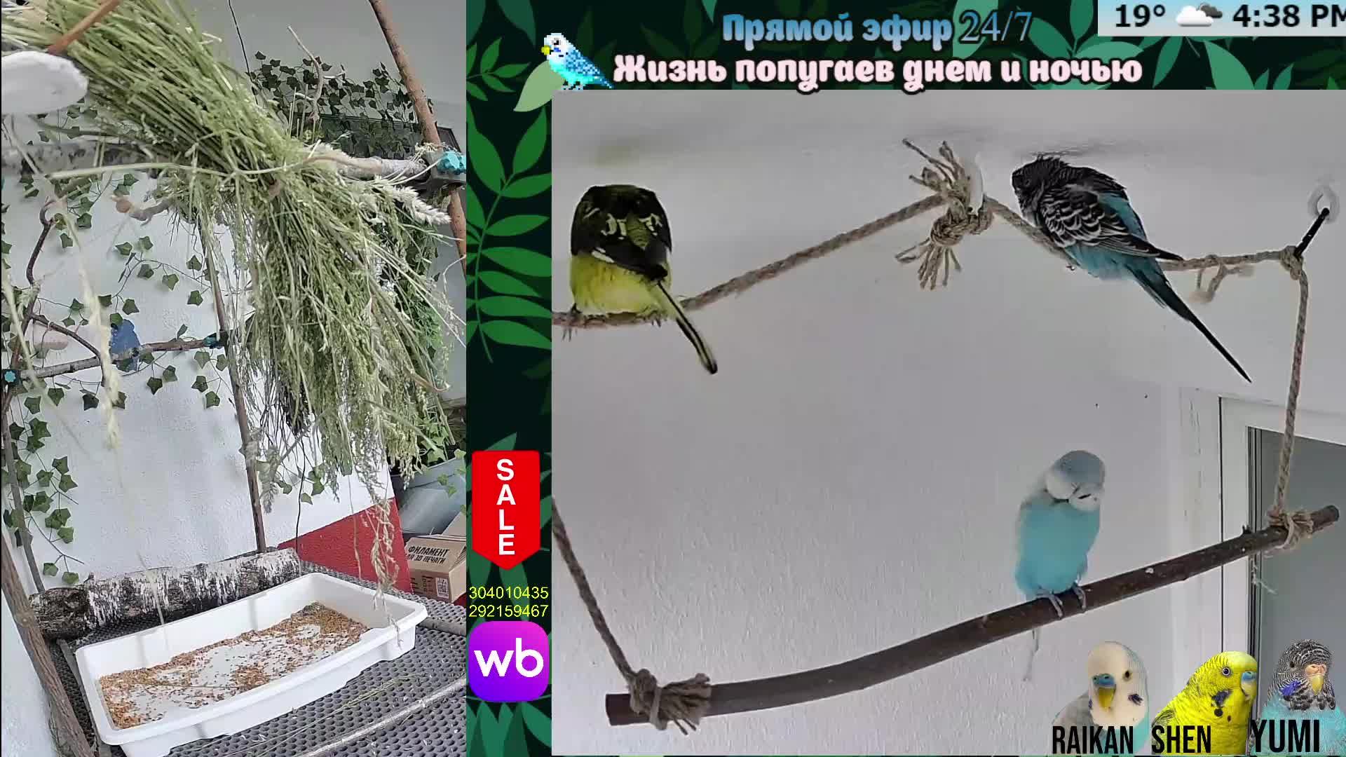 Волнистые попугаи 🦜🦜🦜 | авиарий на балконе📍