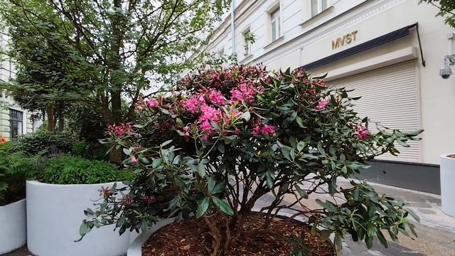 город Москва - улица Столешников переулок. Красивые цветы и растения.