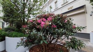 город Москва - улица Столешников переулок. Красивые цветы и растения.