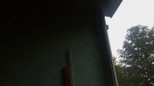 РУБРИКА  ВЕЧЕРНИЙ ВЛОГ ПИОН ПОКА ЦЕЛ  И ЦВЕТЕТ