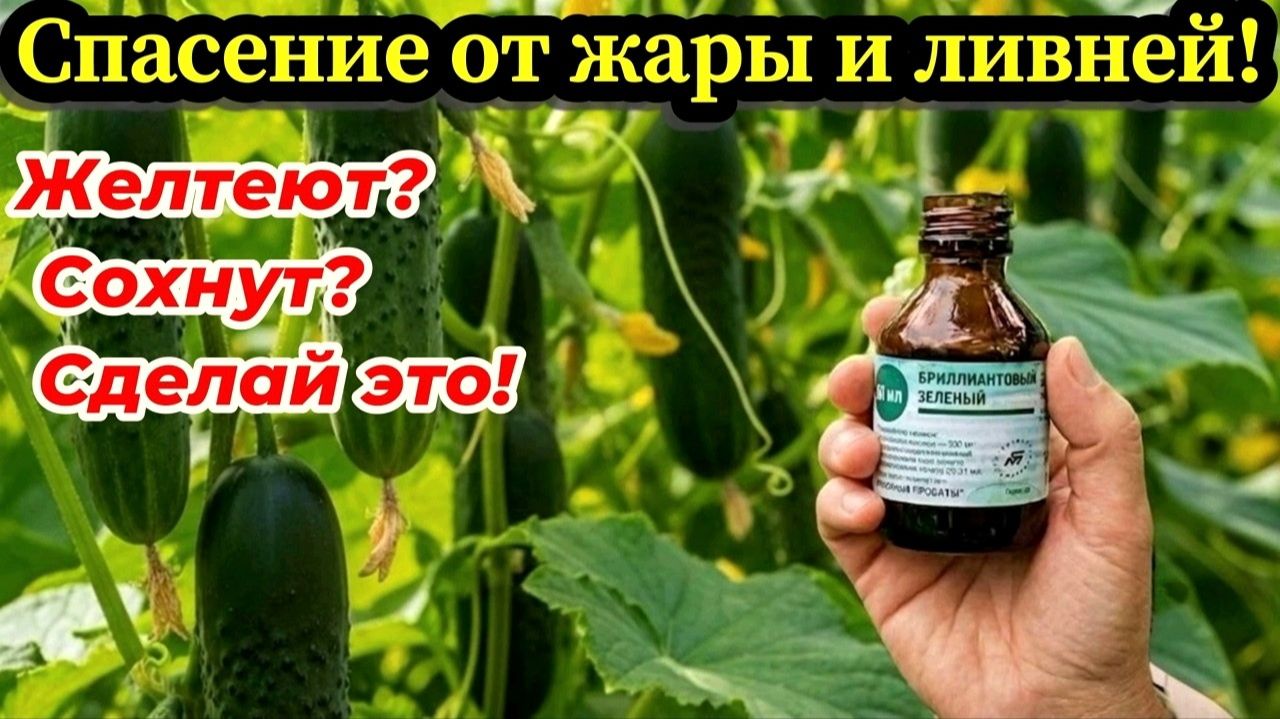 ОГУРЦОВ БУДЕТ ГОРA! Секретный аптечный коктейль для спасения урожая!