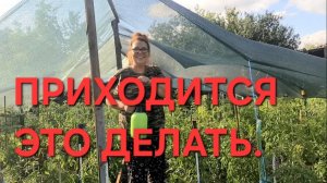 1296 Дожди не заканчиваются. Закрываю огурцы. А без Этого ничего расти не будет.