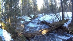 Жизнь и приключения таежного бродяги # 1.2. Эпизоды. Май 2026