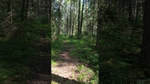 Прогулка по лесу.