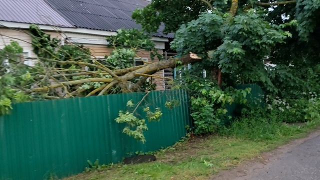 Упало дерево. Кондрово ул.Суворова 33. 12.06.2026.