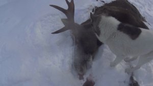 50 дней в тайге Прикамья. Бродяги Севера. Часть 7