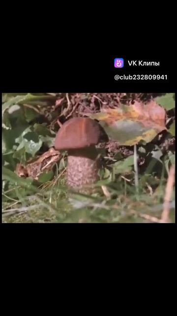Стихотворение На даче