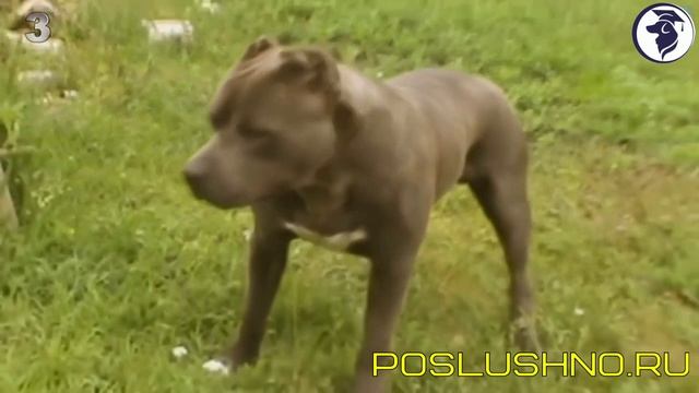 ТОП ОПАСНЫХ ПОРОД СОБАК смотреть онлайн