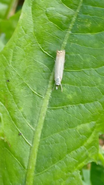 Огнёвка-травянка дубравная (Crambus Lathoniellus).