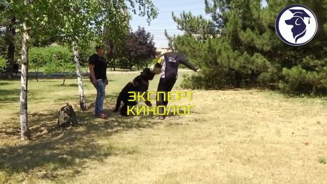 КАК ДРЕССИРОВАТЬ СОБАКУ смотреть онлайн