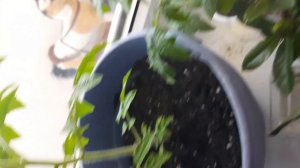 Летний лайф 😍 Покупки из «Подружки» 💓 и не только