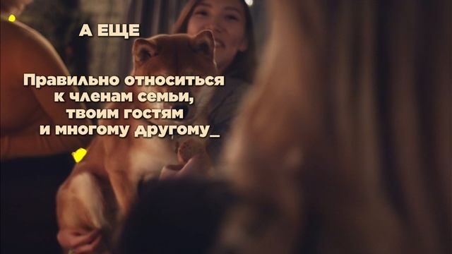 Курс собака-компаньон смотреть онлайн