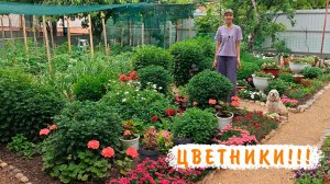 Часть 2 Мои цветники на 5 июня. Гвоздики, хризантемы, петунии, пеларгонии, эустомы, остеоспермум...