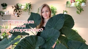 Пересадка или переукоренение? 💚
