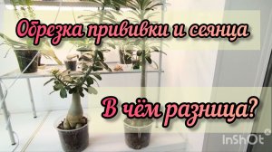 ✂️Обрезка адениумов и укоренение черенков.🌱🌱