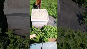 Летняя обработка от клеща.