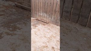 поездка страусиная ферма🚜🐄🌾🐂🐄🐑🐓🐇