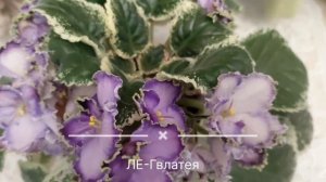 фиалочки