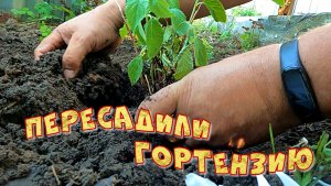 ПЕРЕСАДИЛИ ГОРТЕНЗИЮ У НАС ГОСТИ