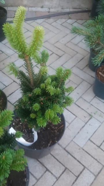 ❤🌲Пихта Белая Европейская Пирамидалис 
✔Продажа растений в макс и телеграм канале: Https://t.me/love