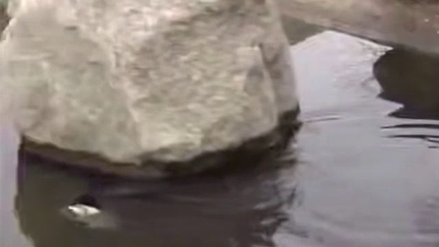 У рыбака появился конкурент