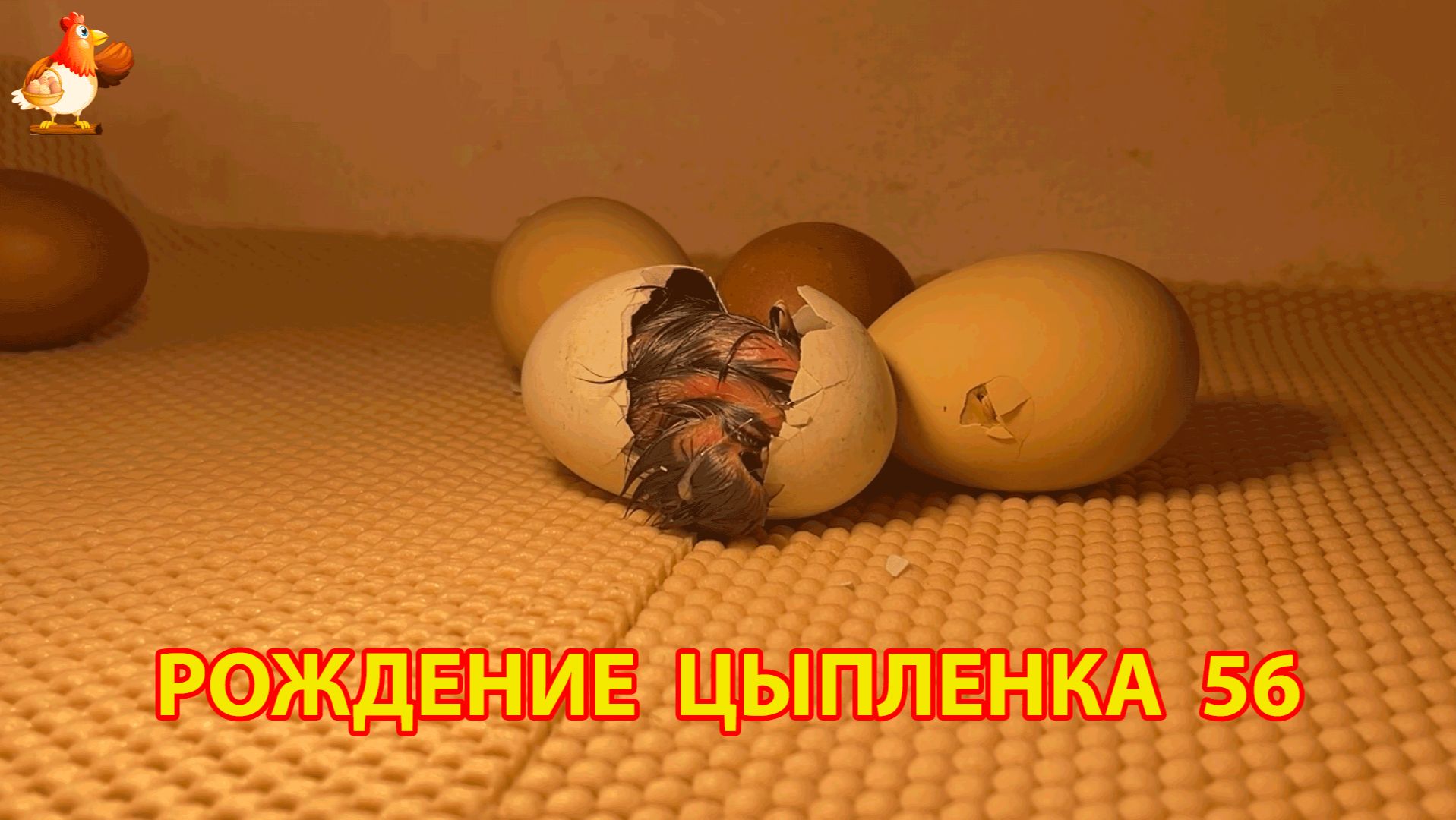 Вылупление цыпленка из яйца в инкубаторе версия 56