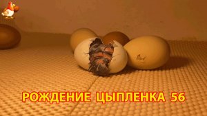 Вылупление цыпленка из яйца в инкубаторе версия 56