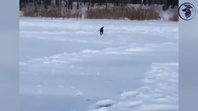 ЯГДТЕРЬЕР смотреть онлайн