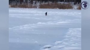 ЯГДТЕРЬЕР