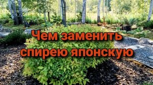 Чем заменить спирею японскую