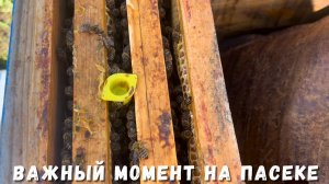Работа с маточниками на пасеке | Показываю свой способ!