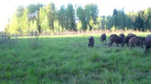 кабаны убегают увидев опасность