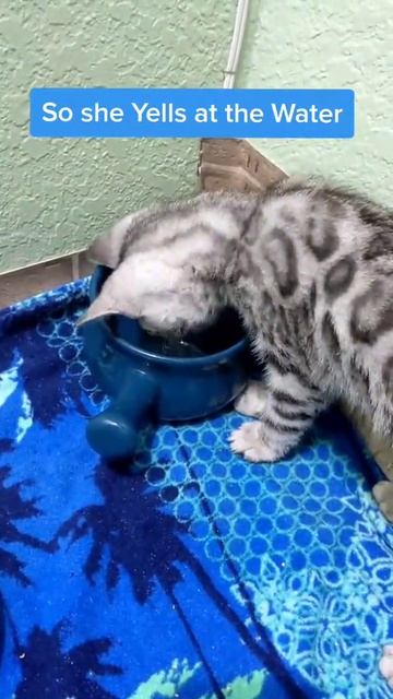 Котенок злится на воду