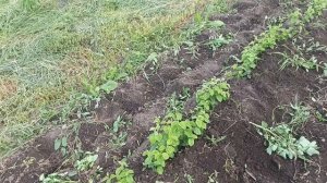 Работы с подвоями на доращивании