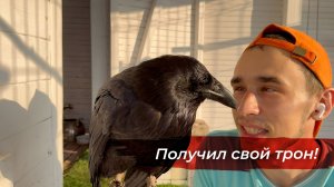 Комариный рай - сбор грибов пошел не по плану. Гоша получил трон!