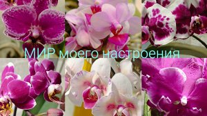 13.06.26 Цветение Орхидей.