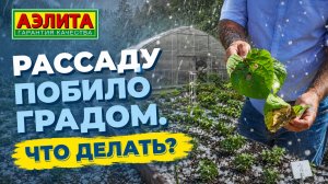 РАССАДУ побило ГРАДОМ. Что делать?