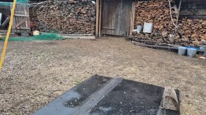 лютики,цветочки на другом канале/ подвязала помидоры/ итог инкубации